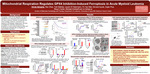 Mitochondrial Respiration Regulates GPX4 Inhibition-Induced Ferroptosis in Acute Myeloid Leukemia