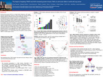The impact of targeting TRAF2 and NCK-interacting protein kinase (TNIK) on anti-tumor effect in small cell lung cancer by Azusa Tanimoto, Ben Morris, Kavya Ramkumar, Robert Cardnell, Shen Li, Qi Wang, Allison Stewart, Carl Gay, Jing Wang, and Lauren A. Byers