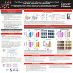 The Effects of Doxil on Cell Adherence and Migration in Head  and Neck Squamous Cell Carcinoma