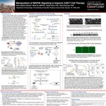 Manipulation of MAP3K Signaling to Improve CAR-T Cell Therapy by Raul Caballero Montes; Meidi Gu MD, PhD; Xiaofei Zhou PhD; and Shao-Cong Sun PhD