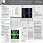 Analysis of Neural Quantification and Phenotype through Immunofluorescence Stain in Oropharyngeal Cancer by Margaret Kurop, Tongxin Xie, Jennifer Covello, Jared Burks, and Moran Amit
