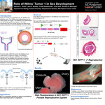 Role of Wilms' Tumor 1 in Sex Development by Jasmine L. Terrell, Jace A. Aloway, Cristy Ruteshouser, Vicki Huff PhD, and Richard R. Behringer