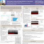 Pol θ Protein Levels and Protein Half-life in Lung Cancer